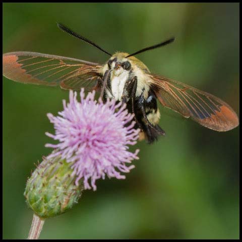 Snowberry Clearwing