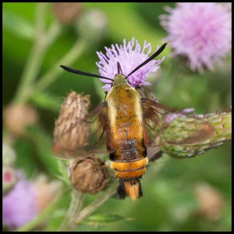 Snowberry Clearwing