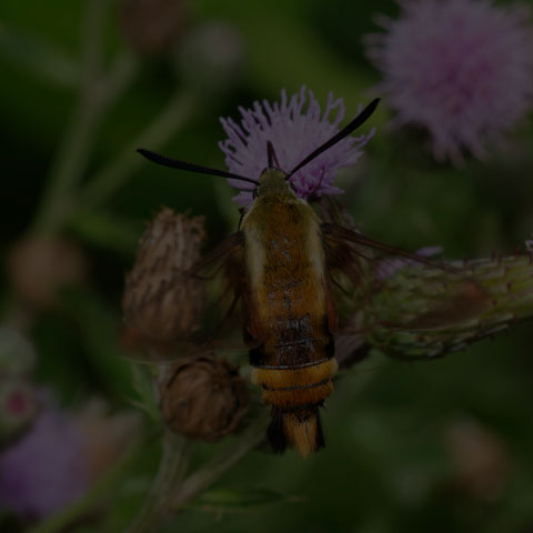 Snowberry Clearwing