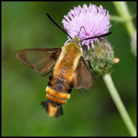 Snowberry Clearwing