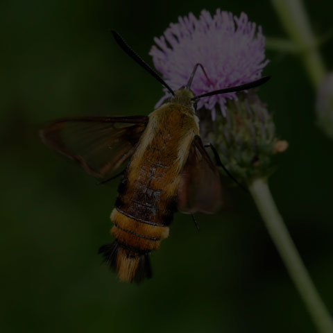Snowberry Clearwing