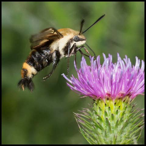 Snowberry Clearwing