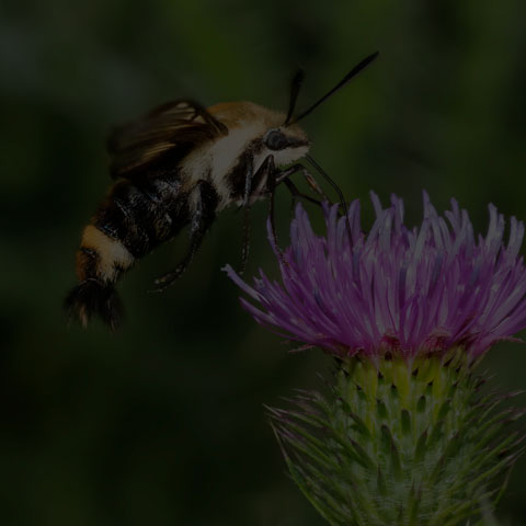 Snowberry Clearwing
