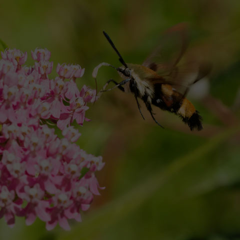 Snowberry Clearwing