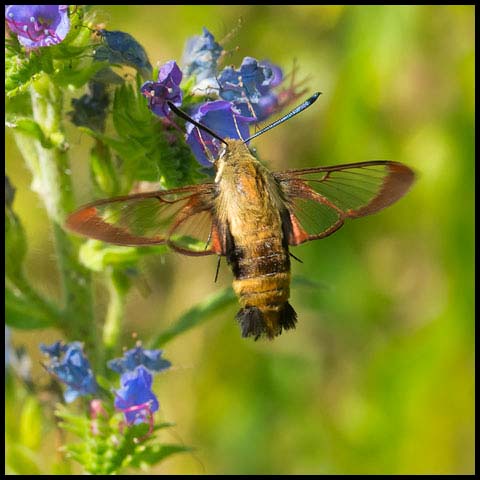 Snowberry Clearwing
