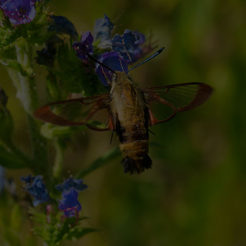 Snowberry Clearwing