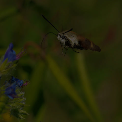 Snowberry Clearwing