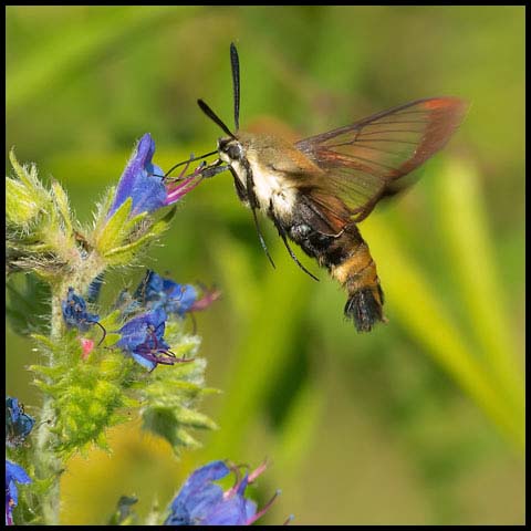 Snowberry Clearwing