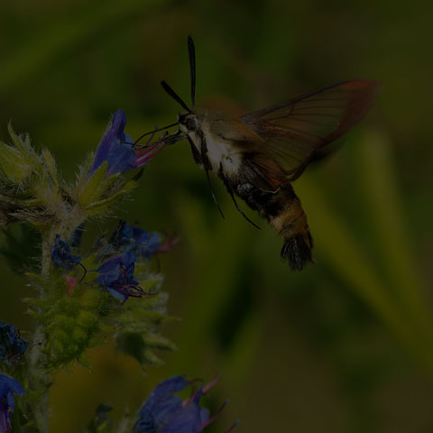 Snowberry Clearwing