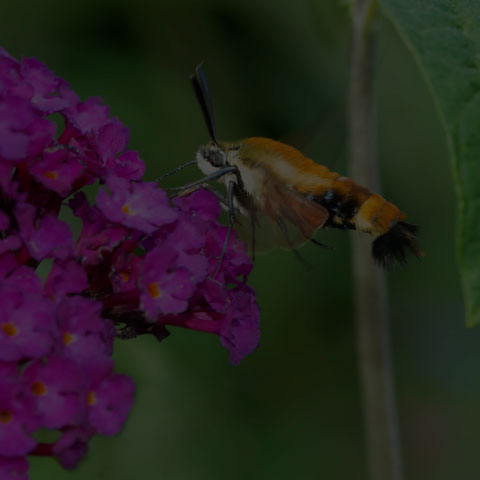 Snowberry Clearwing