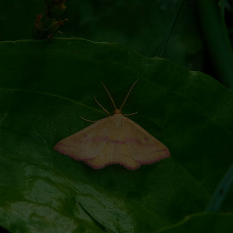 Chickweed Geometer Moth