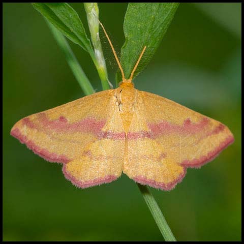 Chickweed Geometer Moth