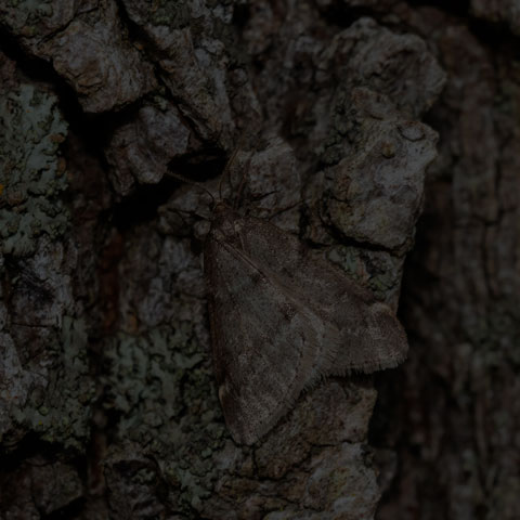 Fall Cankerworm