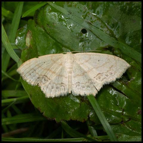 Large Lace-border Moth