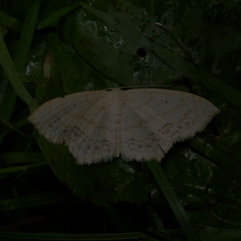 Large Lace-border Moth