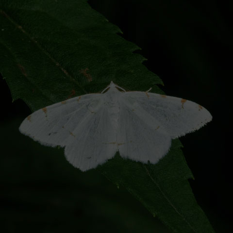 Lesser Maple Spanworm