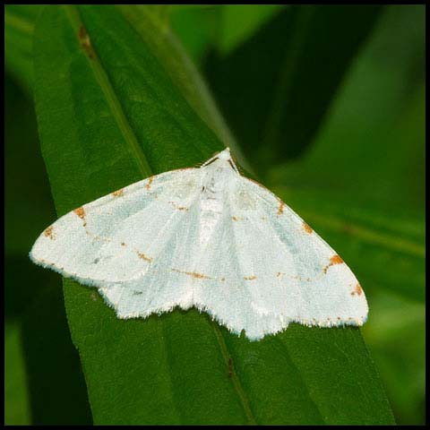 Lesser Maple Spanworm