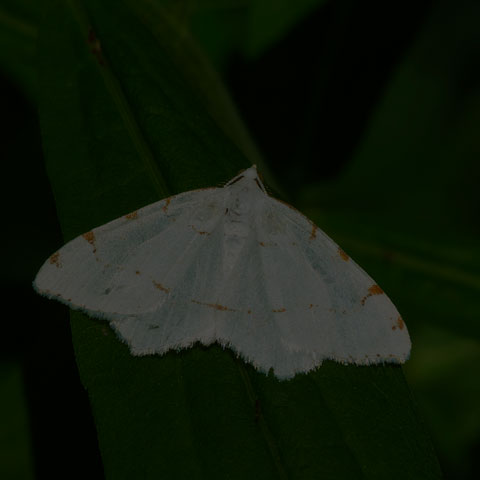 Lesser Maple Spanworm