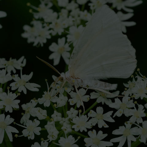 Pale Beauty