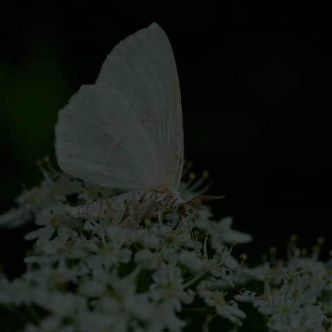 Pale Beauty