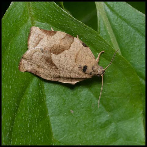 Oblique-banded Leafroller Moth