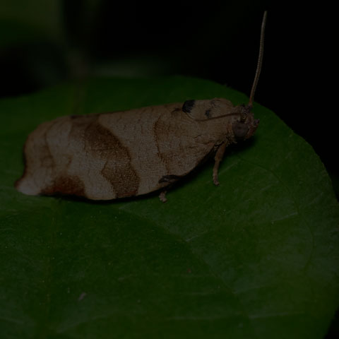 Oblique-banded Leafroller Moth
