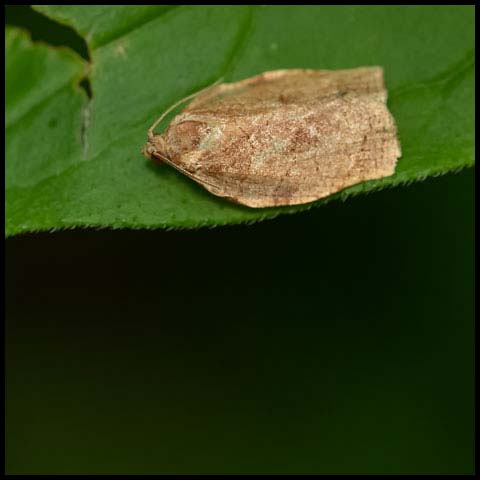 Oblique-banded Leafroller Moth