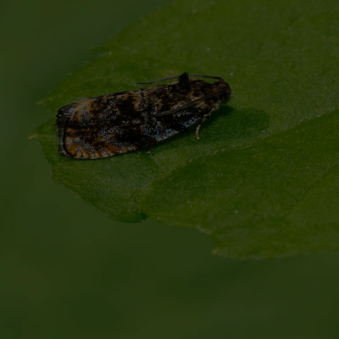 Leafroller Moth