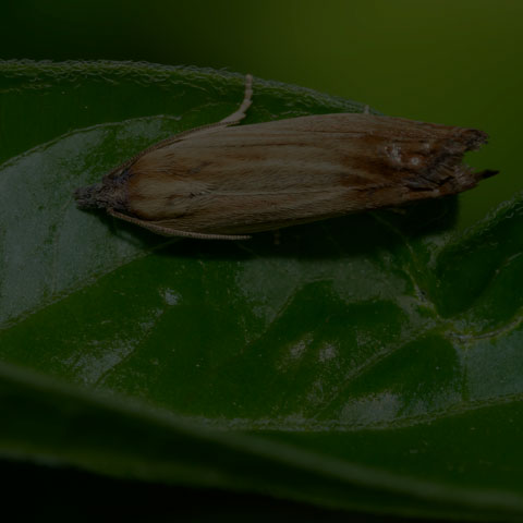 Leafroller Moth