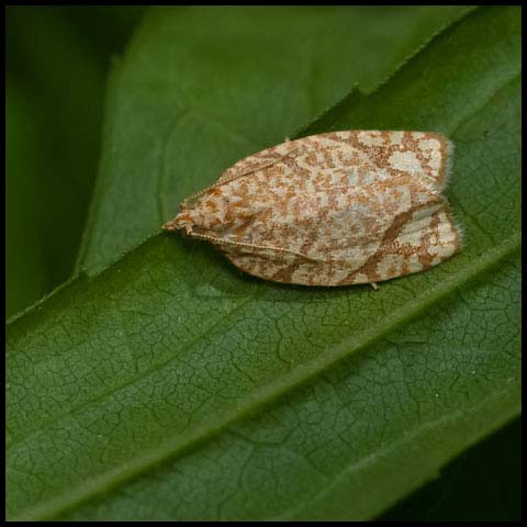 Yellow-winged Oak Leafroller Moth