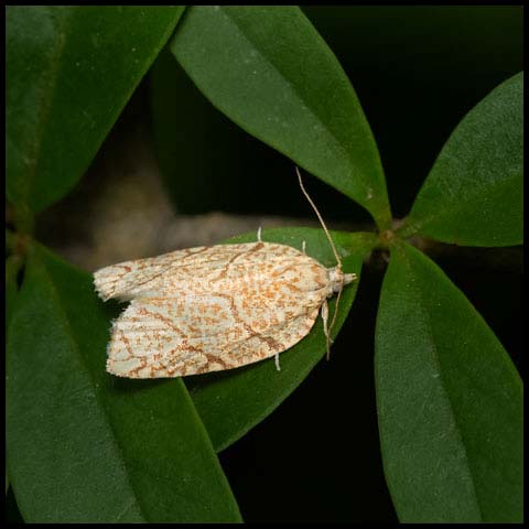 Yellow-winged Oak Leafroller Moth