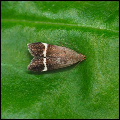 Agrimony Anacampsis Moth