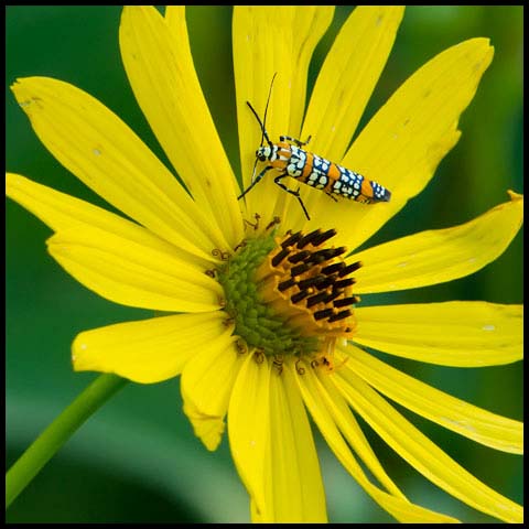 Ailanthus Webworm