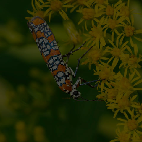 Ailanthus Webworm