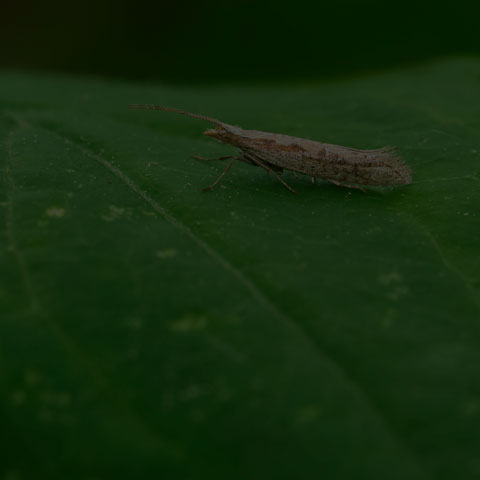 Diamondback Moth