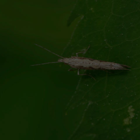 Diamondback Moth