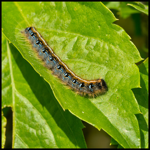 Eastern Tent Caterpillar Moth