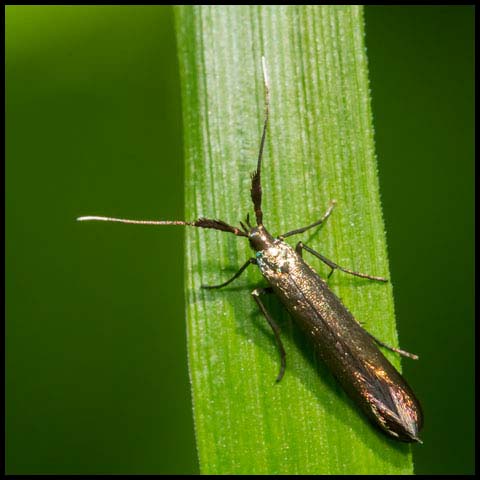 Metallic Coleophora Moth