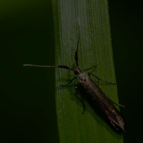 Metallic Coleophora Moth