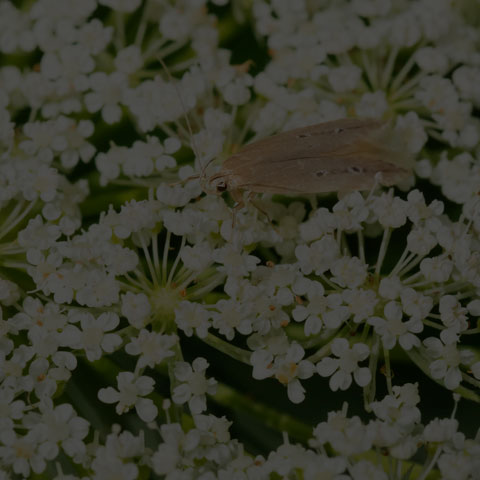 Shy Cosmet Moth