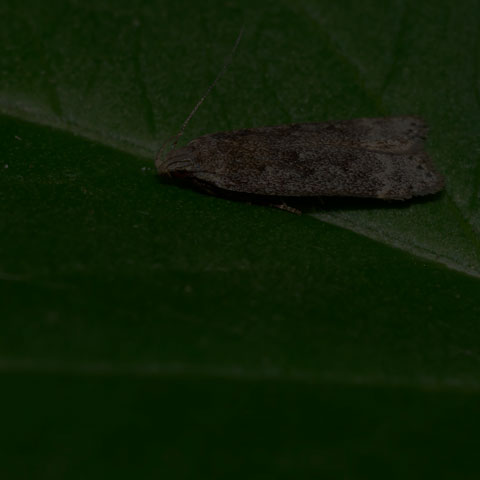Twirler Moth