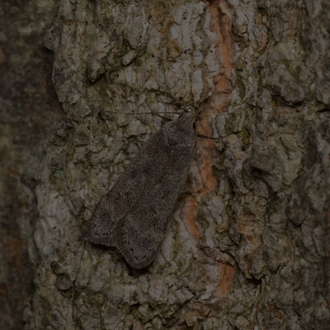 Twirler Moth