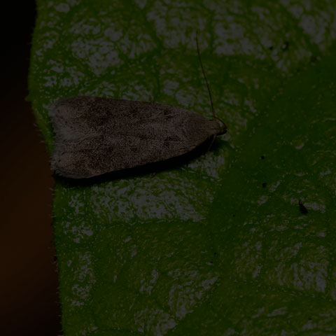 Twirler Moth
