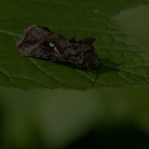Common Looper Moth