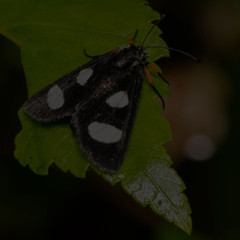 Eight-spotted Forester
