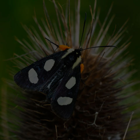 Eight-spotted Forester