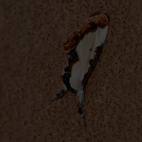 Pearly Wood-Nymph