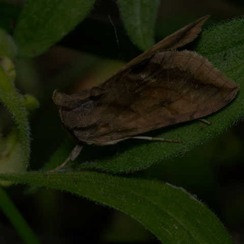 Unspotted Looper Moth