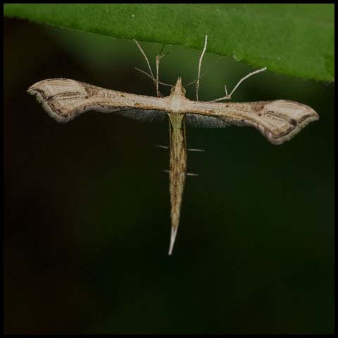 Artichoke Plume Moth