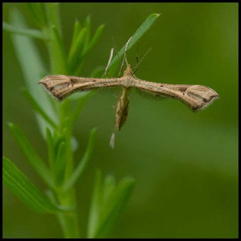 Artichoke Plume Moth